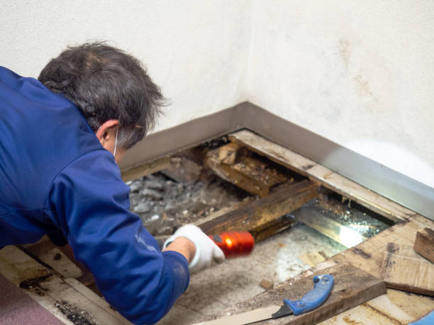 Best Office Mold Removal Services  in Manassas, VA