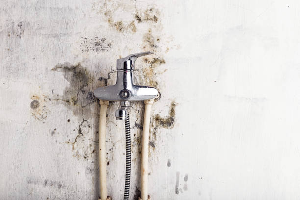 Best Professional Mold Removal  in Manassas, VA