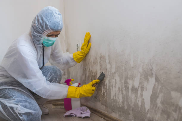 Reliable Manassas, VA Mold Removal Solutions