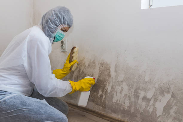 Best Mold Remediation Experts  in Manassas, VA