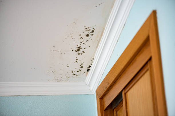 Best Mold Remediation Services  in Manassas, VA