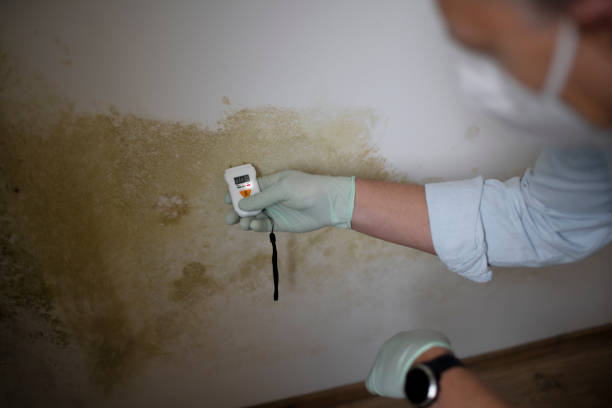 Trusted Manassas, VA Mold Removal Experts