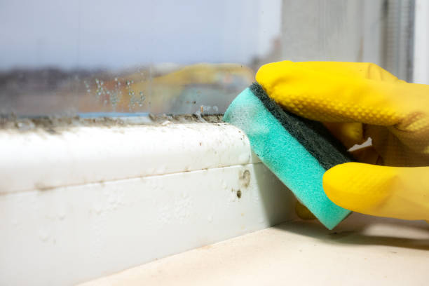 Best Black Mold Removal  in Manassas, VA