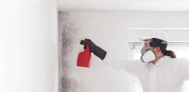Best Mold Testing  in Manassas, VA